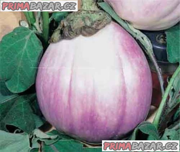 Lilek Rotonda Bianca