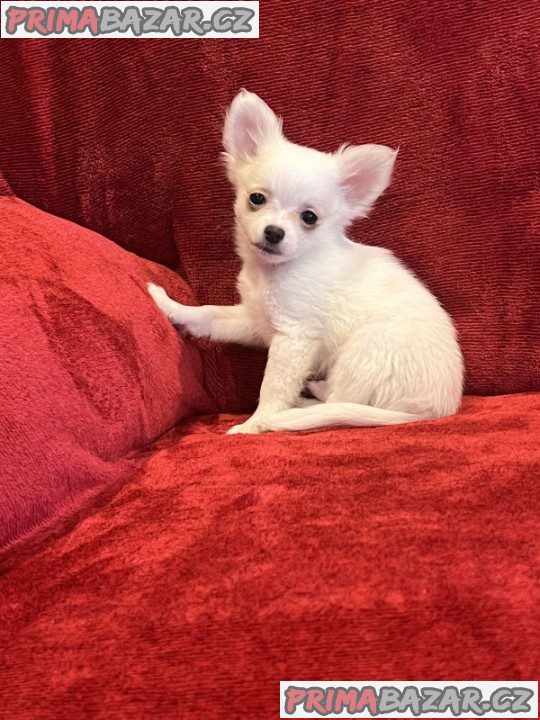 Chihuahua Long coated Puppies Ready to go NOW
