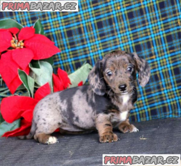 Ready Now Top Quality Standard Dachshund