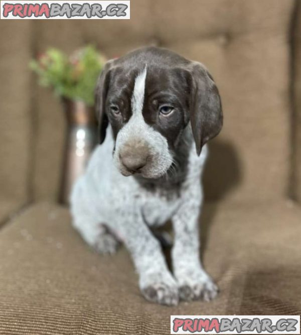 German Shorthaired Pointer Puppies