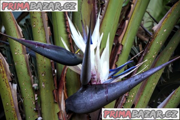 Bílá Strelitzia Nicolai - semena