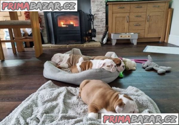 Krásný Anglický Buldok Štěňata – fotografie 2