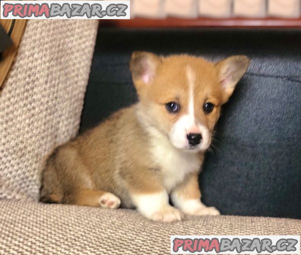 Krásný Welsh Corgi Štěňata Na Prodej – fotografie 2