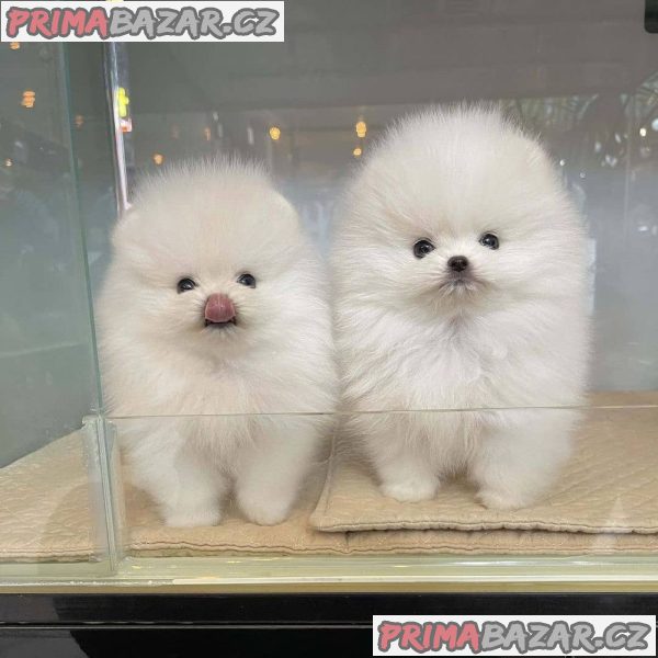 Krásný Pomeranian Štěňata Dostupný – fotografie 1