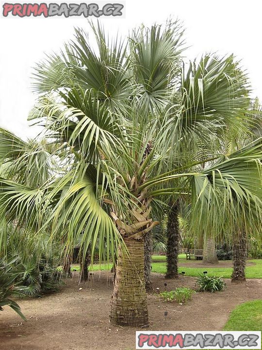 Sazenice palma Sabal palmetto vel. cca 10 cm 1-2 listy