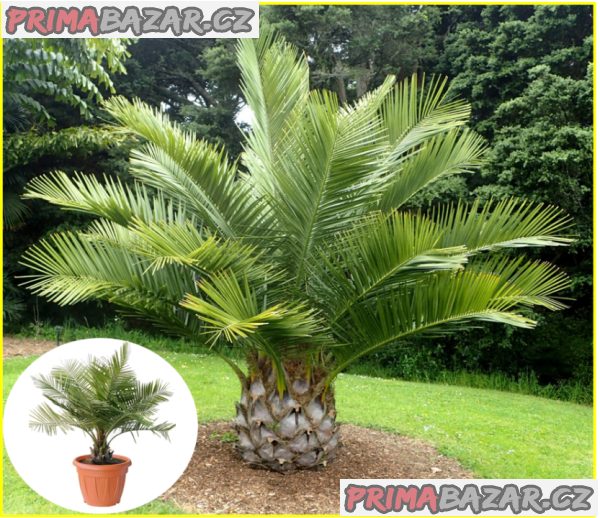 naklíčená semena palma Jubaea chilensis