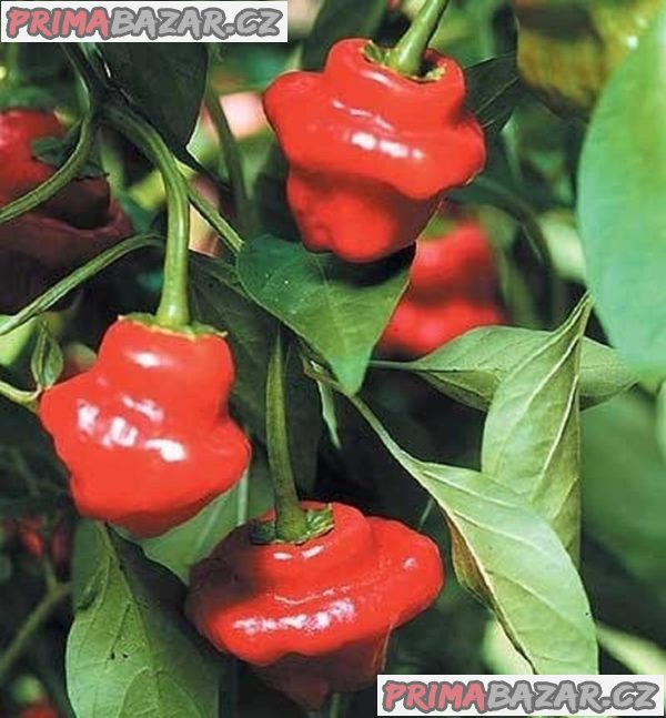 Chilli Jamaican Red