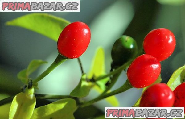 Paprička Chilli Pequin