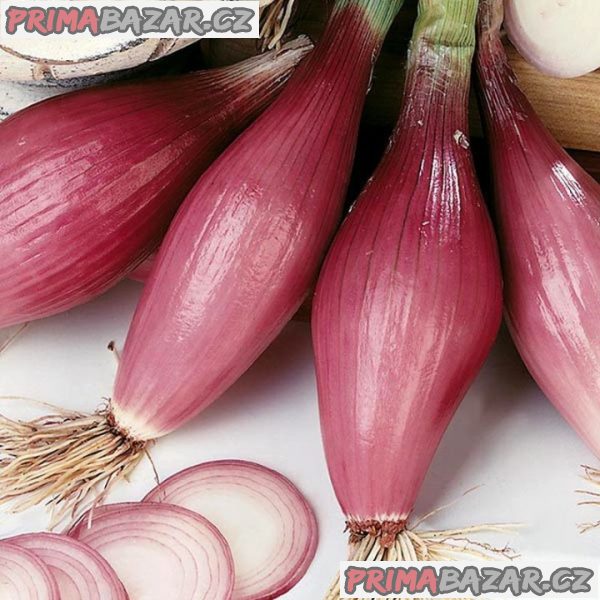Cibule „Rossa di Firenze“ Allium cepa