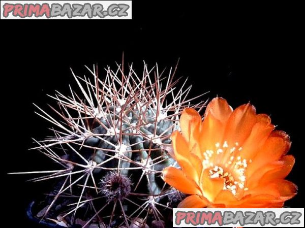 Kaktus Acanthocalycium variiflorum P 149