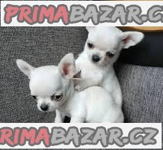 Apple Head Chihuahua Prodám +37060923261 – fotografie 1