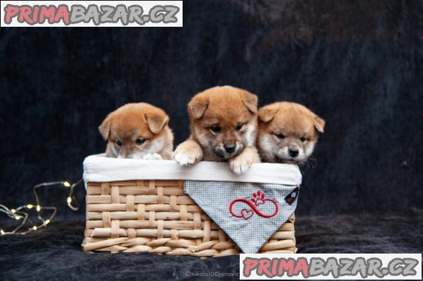 Štěňata Shiba Inu +37060923261 – fotografie 1