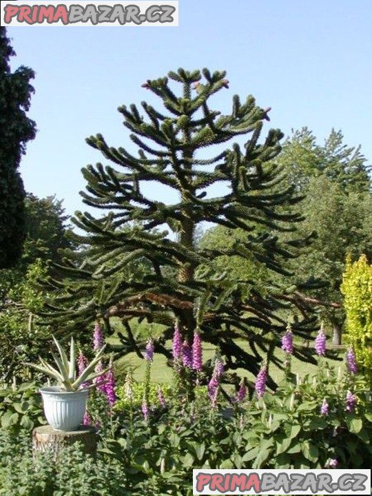 sazenice Araucaria araucana – fotografie 1