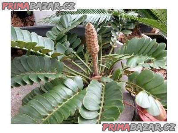 sazenice Cykas Zamia furfuracea – fotografie 1