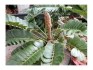 sazenice Cykas Zamia furfuracea