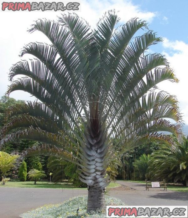 sazenice palma Dypsis decaryi – fotografie 1