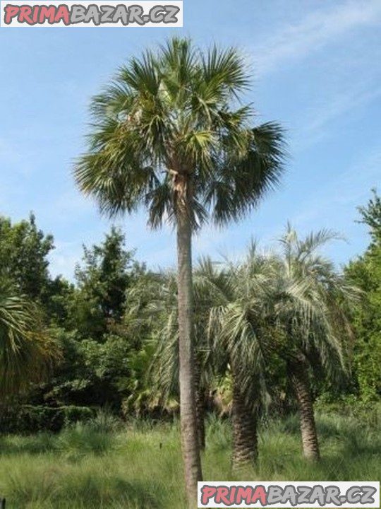 sazenice palma Sabal causiarum – fotografie 1