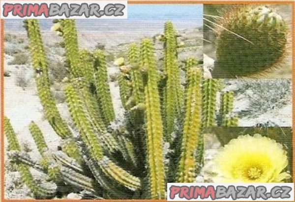 kaktus Corryocactus brevistylus – fotografie 1