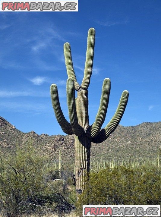 kaktus Carnegiea gigantea – fotografie 1