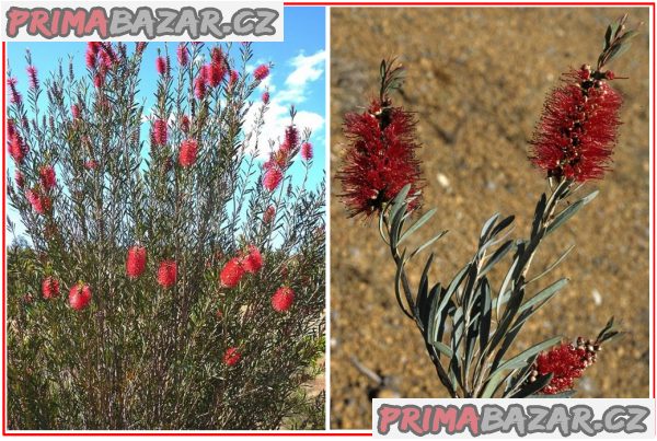 Callistemon phoeniceus - Štětkovec - semena – fotografie 1