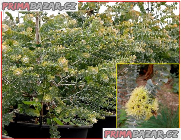 Eucalyptus kruseana - Blahovičník - semena – fotografie 1