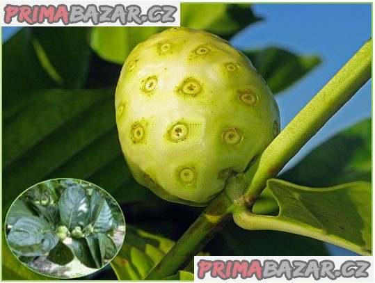Noni citrusolistá - Morinda citrifolia - semena – fotografie 1