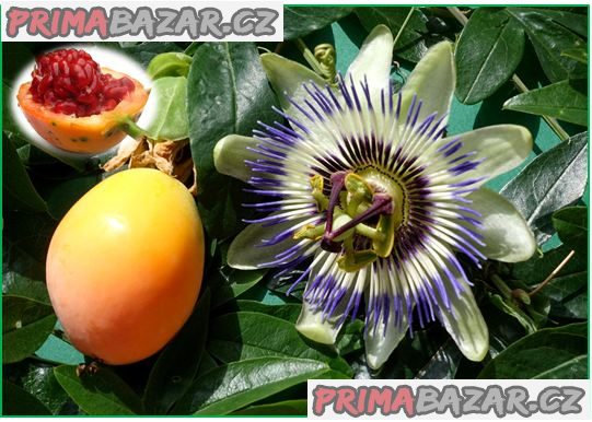 Passiflora Caerulea - Mučenka modrá - semena – fotografie 1