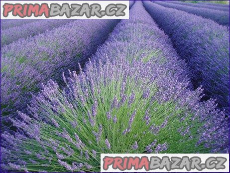 Levandule - Lavandula angustifolia - semena – fotografie 1