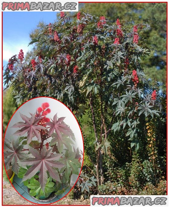Skočec obecný - Ricinus communis - semena – fotografie 1