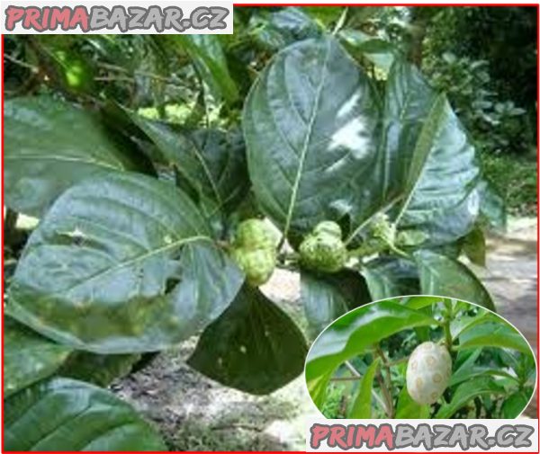 Noni citrusolistá - Morinda citrifolia - semena – fotografie 1