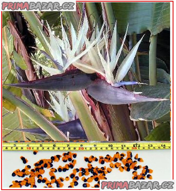 Bílá Strelitzia Nicolai - Strelície natalská - semena – fotografie 1