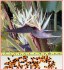 Bílá Strelitzia Nicolai - Strelície natalská - semena
