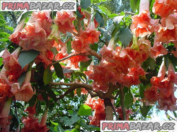 řízek Brugmansia Phänomenal - Andělská trumpeta – fotografie 1