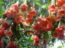 řízek Brugmansia Phänomenal - Andělská trumpeta