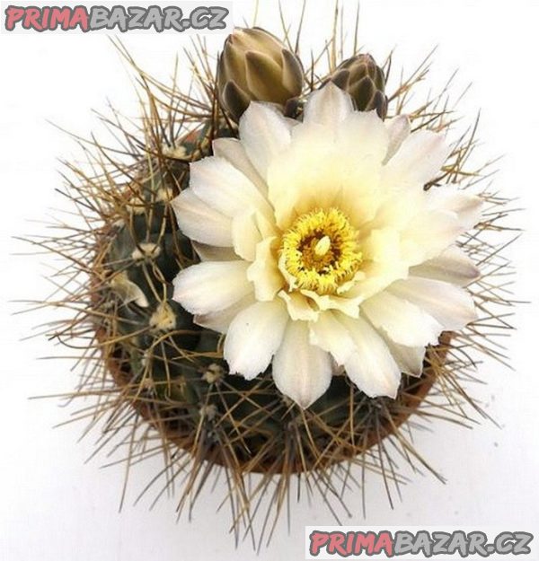 kaktus Gymnocalycium gibbosum v. nobile – fotografie 1