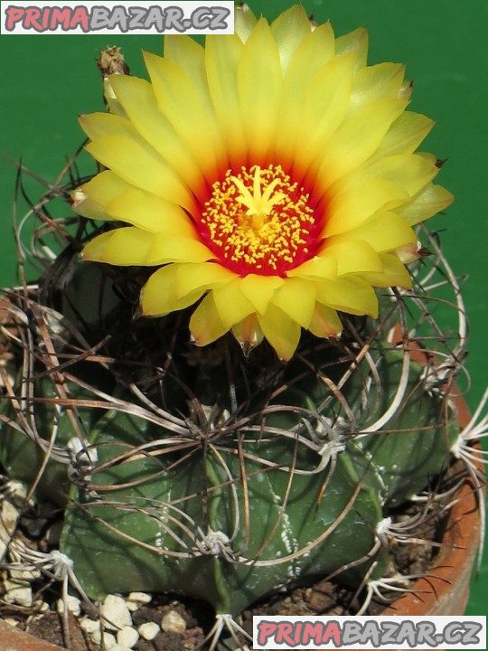 kaktus Astrophytum capricorne – fotografie 1