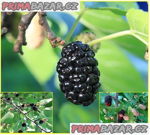 Morus Nigra - Morušovník černý - semena – fotografie 1