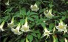 řízek Brugmansia Arborea - Andělská trumpeta
