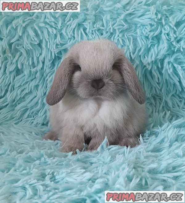 Zakrslí MINI beránci Minilop s VP – fotografie 2