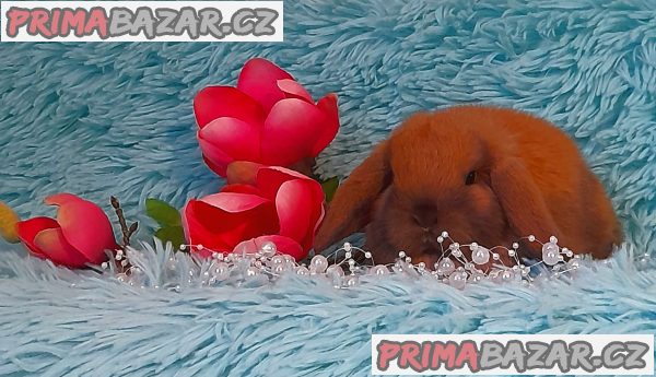 Zakrslí MINI beránci Minilop s VP – fotografie 6