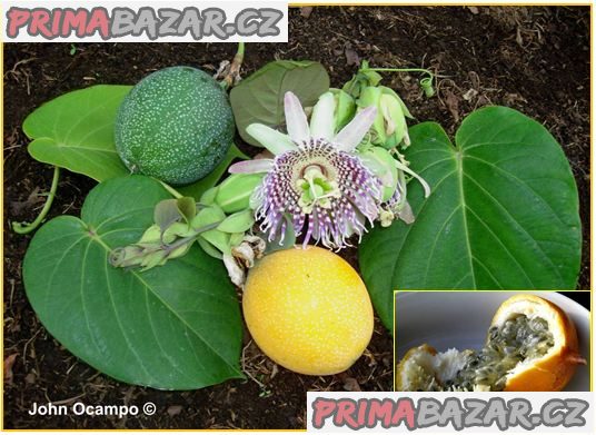 Passiflora ligularis - Mučenka jazykovitá - semena – fotografie 1