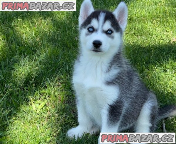 Sibiřský husky - ihned k odběru – fotografie 1