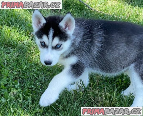 Sibiřský husky - ihned k odběru – fotografie 3