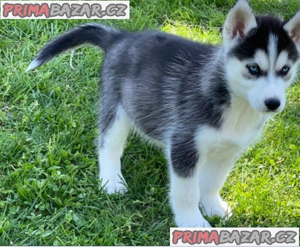 Sibiřský husky - ihned k odběru – fotografie 4