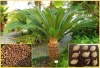 Cycas Revoluta - Cykas Japonský - semena