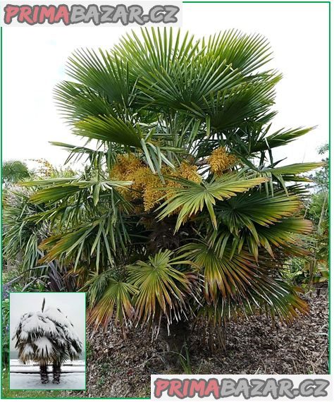 sazenice palmaTrachycarpus Fortunei 1-2 první listy – fotografie 1