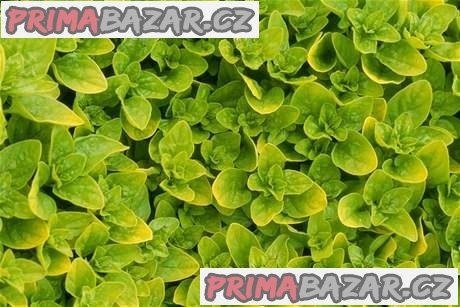 Majoránka zahradní - Organum majorana - semena – fotografie 1