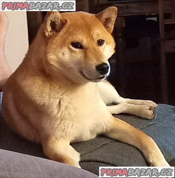 Shiba inu – fotografie 3