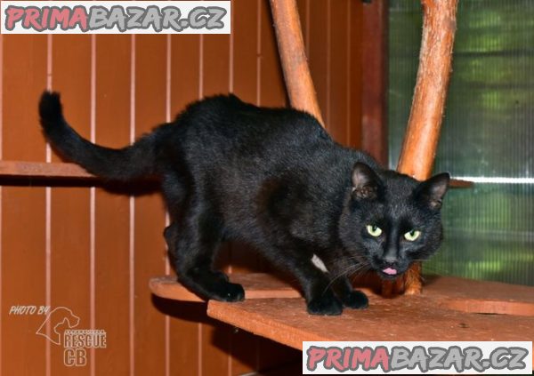 Darujeme nalezeného kocoura – fotografie 1