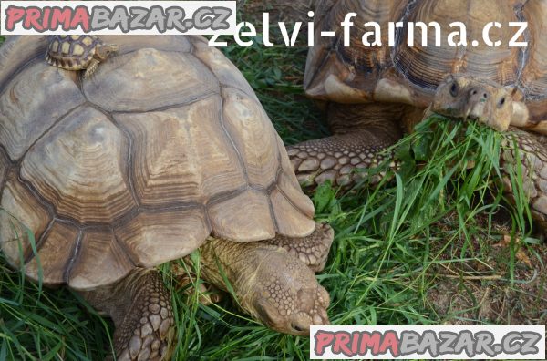 SUCHOZEMSKÉ ŽELVY OSTRUHATÉ – vlastní odchov! – fotografie 3